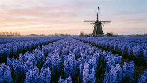 Hyacinth Field Sunrise