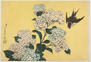 Hydrangea and Swallow, from an untitled series of large flowers