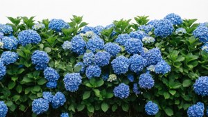 Hydrangea Blue Border