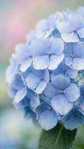 Hydrangea Dew