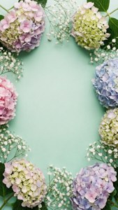 Hydrangea Mint Edge