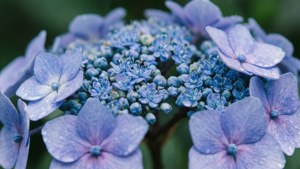 Hydrangea Soft Blue