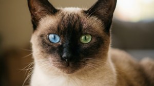 Hypnotic Heterochromia