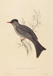 Hypsipetes Psaroides (Black Bulbul)