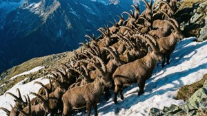 Ibex Herd on Slope
