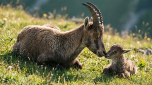 Ibex Mother and Kid