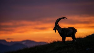 Ibex Silhouette Sunset