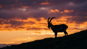 Ibex Sunset Silhouette