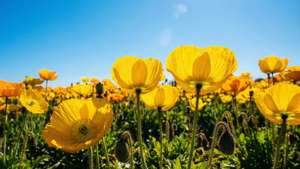 Iceland Poppies