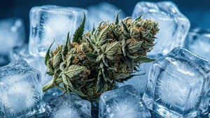 Icy Bud