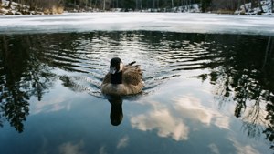 Icy Pond Serenity