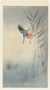 IJsvogel jagend op vis