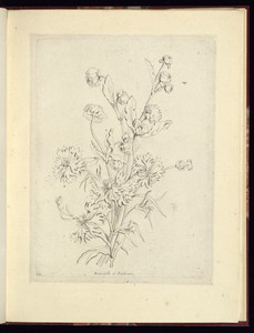 Immortelle et Barbeaux