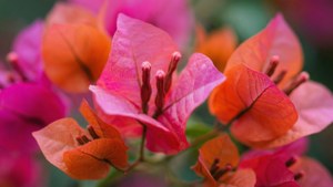 Impressionistic Bougainvillea Bokeh
