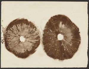 [Imprints of mushrooms]