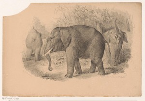 Indische olifanten