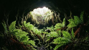 Inside Thurston Lava Tube