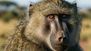 Intense Gaze Close-Up