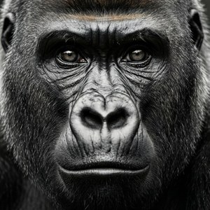 Intense Gorilla Close-up