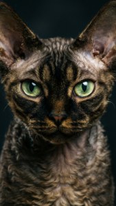 Intense Green Gaze