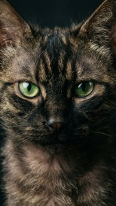 Intense Green Gaze