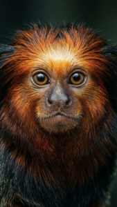 Intense Marmoset Portrait