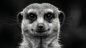 Intense Stare