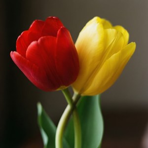 Intertwined Tulips