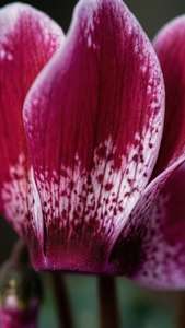 Intricate Cyclamen Petals