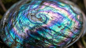 Iridescent Abalone Close-Up