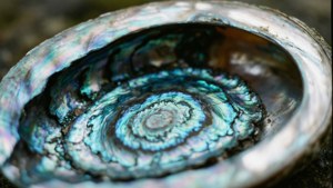 Iridescent Abalone Whorls