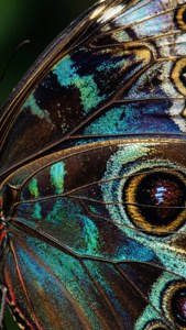 Iridescent Butterfly Wing