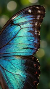 Iridescent Butterfly Wing
