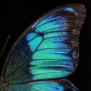 Iridescent Butterfly Wing