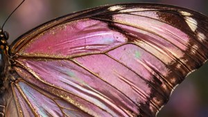 Iridescent Butterfly Wings