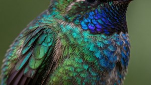 Iridescent Feather Details