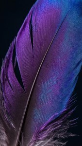 Iridescent Feather