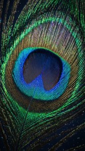 Iridescent Feather Eye
