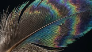 Iridescent Feather Macro