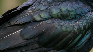 Iridescent Feathers