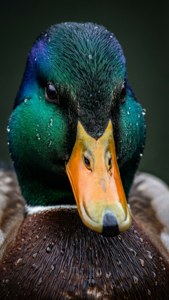 Iridescent Mallard
