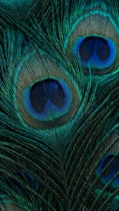 Iridescent Peacock Teal