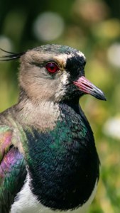 Iridescent Portrait