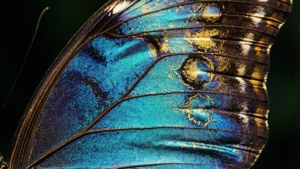 Iridescent Wing Detail