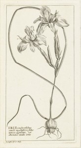 Iris