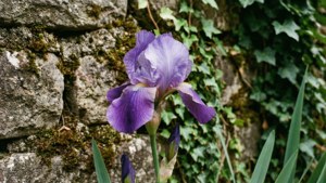 Iris on Stone Wall