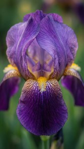 Iris Purple Dream