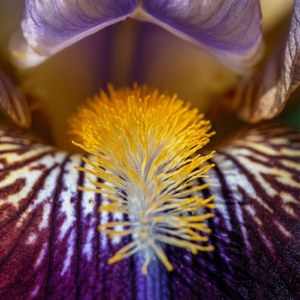 Iris Stamen Detail