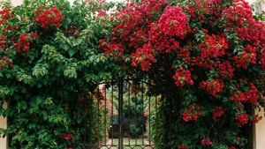 Iron Gate Vine