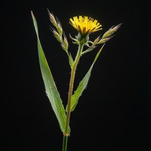 Isolated Yellow Grass Bloom